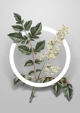 Golden Rain Tree Flower