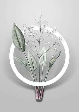 European Water Plantain