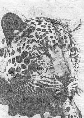 Jaguar pencil sketch