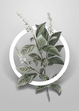 Virginia Sweetspire Flower