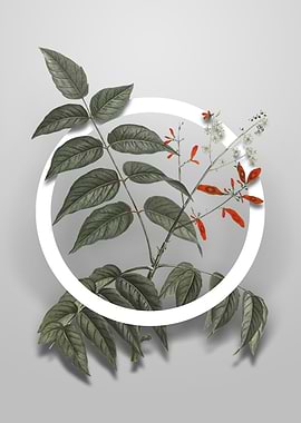 Tree of Heaven Flower Art