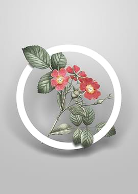 Redleaf Rose Flower Circle