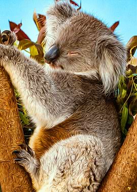 Koala