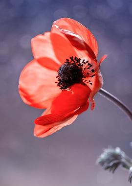 Blooming red anemones