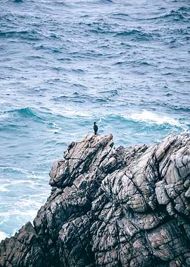 cormorant of Brittany