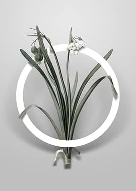 Summer Snowflake Flower