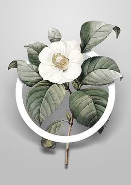 Japanese Camelia Flower