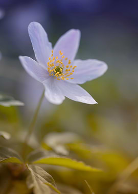 Blooming white anemones