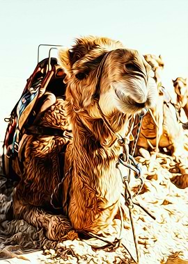 Camel