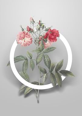 Vintage Hudson Rose Flower