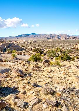Joshua Tree National Park