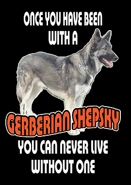 Gerberian Shepsky Dog