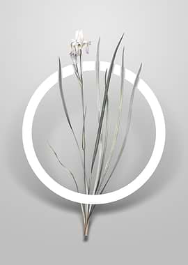 Siberian Iris Flower Art