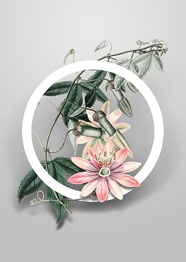 Marryats Tacsonia Flower