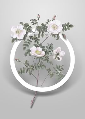 White Candolles Rose Art