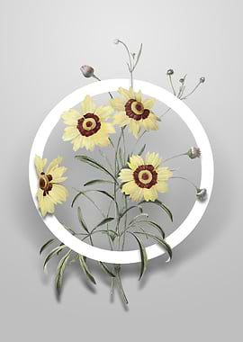 Coreopsis Elegans Flower