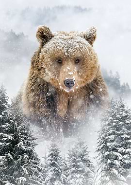 Adult brown bear