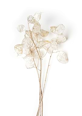 Dried Flowers Art