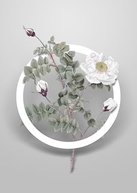 White Burnet Roses Flower