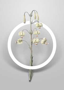 Lilium Pyrenaicum Flower