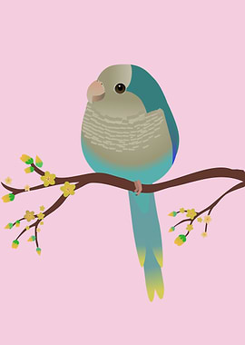 Cute blue quaker parrot