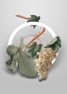Vermentino Grapes Flower