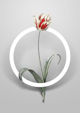 Didiers Tulip Flower Art