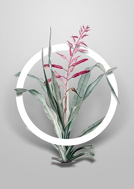 Pitcairnia Bromeliaefolia