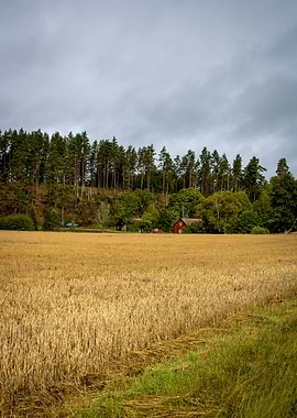 Swedish Farm