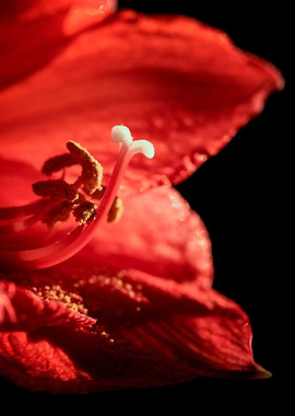 Beautiful red amaryllis