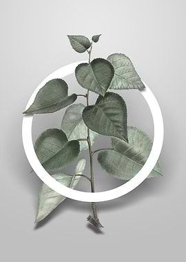 Quaking Aspen Flower Art