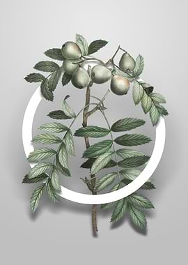 Service Tree Flower Circle