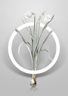 Narcissus Candidissimus