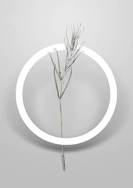 Siberian Solomons Seal Art