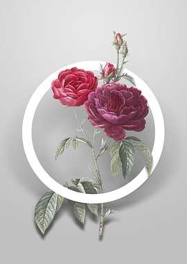 Purple Roses Flower Circle