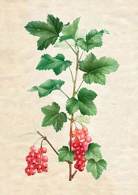 RED BERRIES VINTAGE