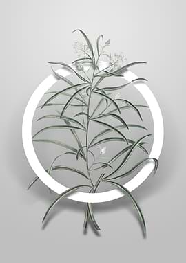 Narrow Leaf Spider Flower