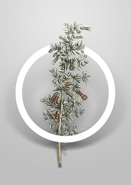 Kraal Honey Thorn Flower