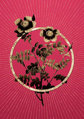 Variegated Burnet Rose