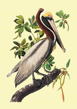 Vintage Brown Pelican