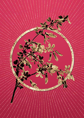 Caragana Sinica on Magenta