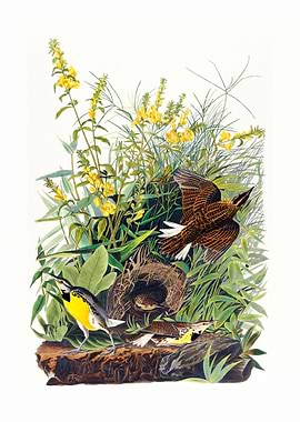 Vintage Meadowlarks