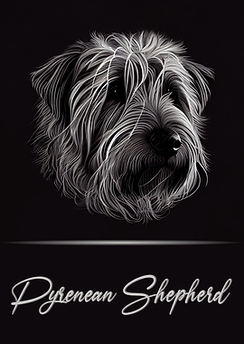 Pyrenean Shepherd Portrait