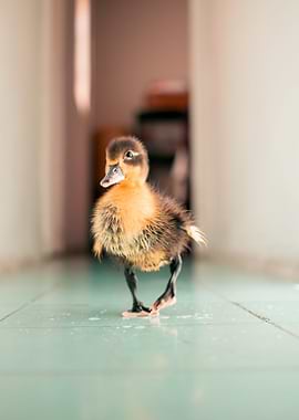 Family raised duckling
