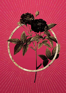 Van Eeden Rose on Magenta