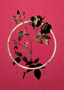 Gold Velvet China Rose