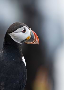 Puffin portrait in Iceland