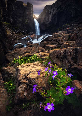 Dramatic Summer Contrast