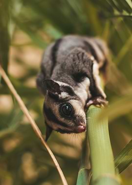 sugar glider