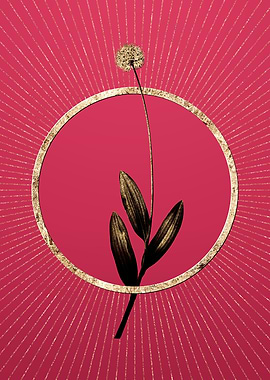 Viva Magenta Victory Onion